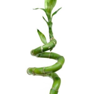 Фън Шуй Щастлив Бамбук - Dracaena Lucky Bamboo