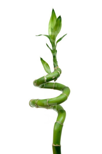 Фън Шуй Щастлив Бамбук - Dracaena Lucky Bamboo
