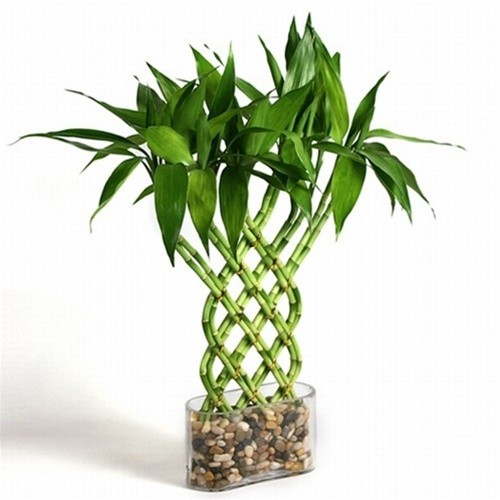 Фън Шуй Щастлив Бамбук - Dracaena Lucky Bamboo