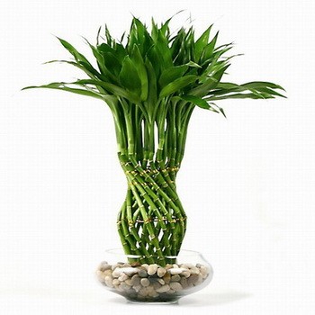 Фън Шуй Щастлив Бамбук - Dracaena Lucky Bamboo